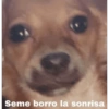 Perritos para responder 🐶 (3t9k7xrbs2)
