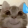 Kucing Gemoyyy (s7zb8c29pg)