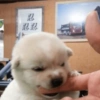 Perritos para contestar 🐕🐾 (2y9kwp86g3)