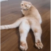 🔥 قطط Horny 🔥 (ctfbjxhgp8)