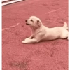 كلاب بجرأة (ky7vf3tzmn)
