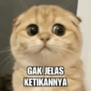 Meme Kucing Lucu 🐱 (qp8g7m4hjb)