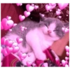 قطة نائمة