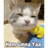 Kucing Tahun Baru (pvzmrhftwd)