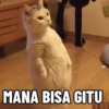 KUCING NGAMBEK (frv29g6bxs)