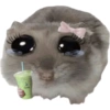 Rata triste Hámster Meme 🐹 (y9rkjh7fc2)