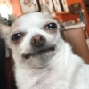 Chihuahua 😆 (kcd65p9y7r)