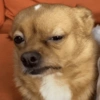 Chihuahua 😆 (fv3xcpq8s6)