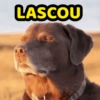 Doguinhos engraçados (8t7ybmvqcd)