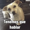 Cosas de Perritos 2🤎🐶✨ (vsm32qn9cr)