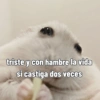 Rata triste Hámster Meme 🐹 (yrs9fg46cv)