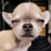 Chihuahua 😆 (dwt4hxv78g)