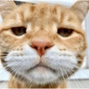 Kucing Tahun Baru (tj84cvqf3w)