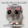 Rata triste Hámster Meme 🐹 (7b3gh68ftx)