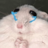 Rata triste Hámster Meme 🐹 (58kbn9r2hv)
