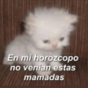 Gatitos 🙊 (7tw2c9ydjq)