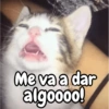 Gatos michis معبّرة 🐈😼 (g684hj3qn2)
