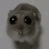 Rata triste Hámster Meme 🐹 (mqnfjcd3tw)