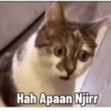 Kucing Tahun Baru (bzs8xvg794)