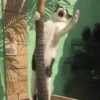 Cat meme 2 (y4nwqjtzcs)