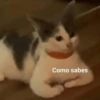 Gatitos 🙊 (9wcbjdp74h)