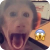 🐒 ردود أفعال القرود 🐒 (h45mfztsnr)