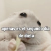 Rata triste Hámster Meme 🐹 (d52nryf9gm)