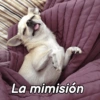 ChiHuAhUaS MoOd ✨🐕 (xb2chgdfzn)
