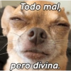 ChiHuAhUaS MoOd ✨🐕 (xnkd2r58tz)