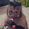 Macacos 🙈🙈🙈 (gn2dq3h4tj)