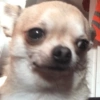 Chihuahua 😆 (m64t23dfrg)