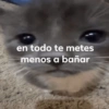 Gatitos 🙊 (tnd53crws6)