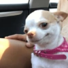 Chihuahuas 😁 (whqzrkx8mg)