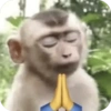 🐒 ردود أفعال القرود 🐒 (vxrcwph7ny)
