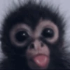 Macacos 🙈🙈🙈 (zs6pcrtwvf)