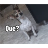Juanito Chihuahua