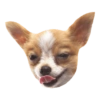Chihuahuas