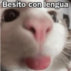 🩷😍Gatitos Con Frases🥴🐈‍⬛ (n538ybj2sr)