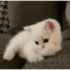 قطط: عصبية ولطيفة 😾 (nkx83pjdgb)