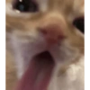 قطة خبيثة 😈🐈 (9b2hjtvmr3)