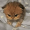 قطط: عصبية ولطيفة 😾 (fqs59pr2x8)