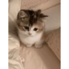 قطط: عصبية ولطيفة 😾 (mk28ynjs9c)