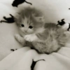 قطط: عصبية ولطيفة 😾 (yc5xsp4d2t)