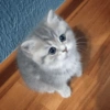 قطط: عصبية ولطيفة 😾 (d8pz7g6fvh)