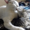 قطة خبيثة 😈🐈 (w9zybp3q5n)