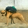 مسافر أنيق