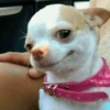 Chihuahuas 🙃 (qwnxjkvgmf)