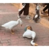 ردود فعل البط (ncprsmyf7v)