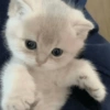 قطط: عصبية ولطيفة 😾 (ktyp7qgwj4)
