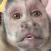 ميم القرد 🐒⭐ (j6vpztcgs8)